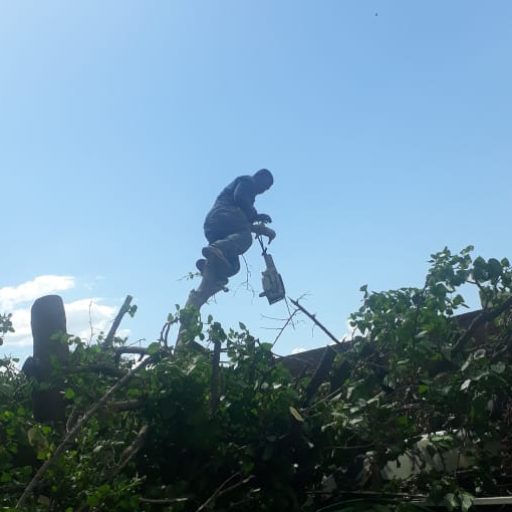 cropped-NIC-TREEFELLING-KLERKSDORP-2.jpg